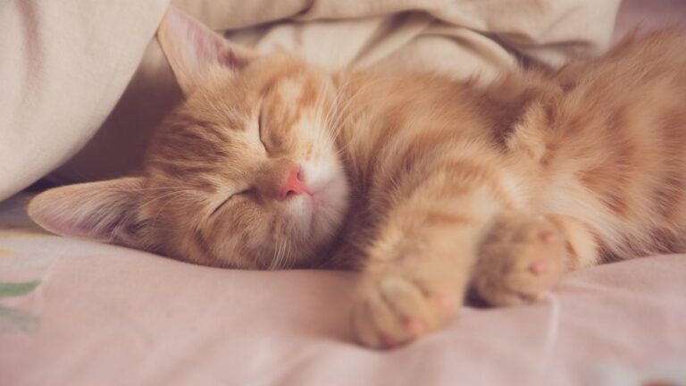The Feline Architects: How Cats Design Their Perfect Sleep Sanctuaries