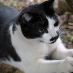 Beyond the Scratching Post: Understanding Your Cat's Complex Need to Claw