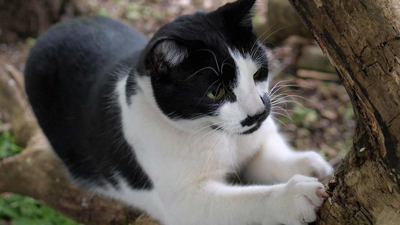 Beyond the Scratching Post: Understanding Your Cat's Complex Need to Claw