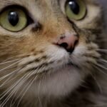 12 Little-Known Facts About Cat Whiskers That Will Amaze You