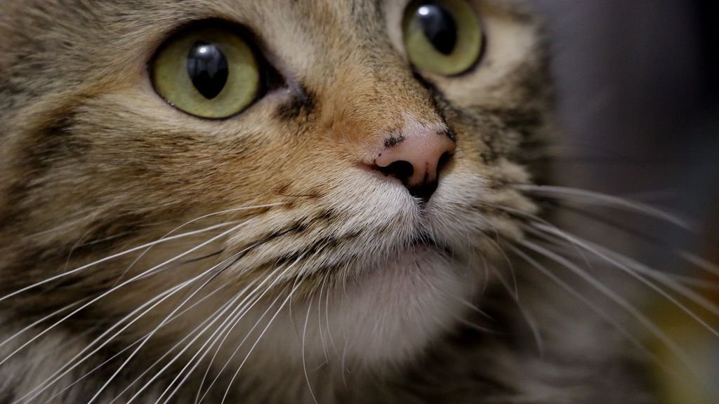 12 Little-Known Facts About Cat Whiskers That Will Amaze You