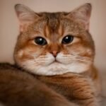 Cats Are Masters of Observation: They Notice Everything You Do