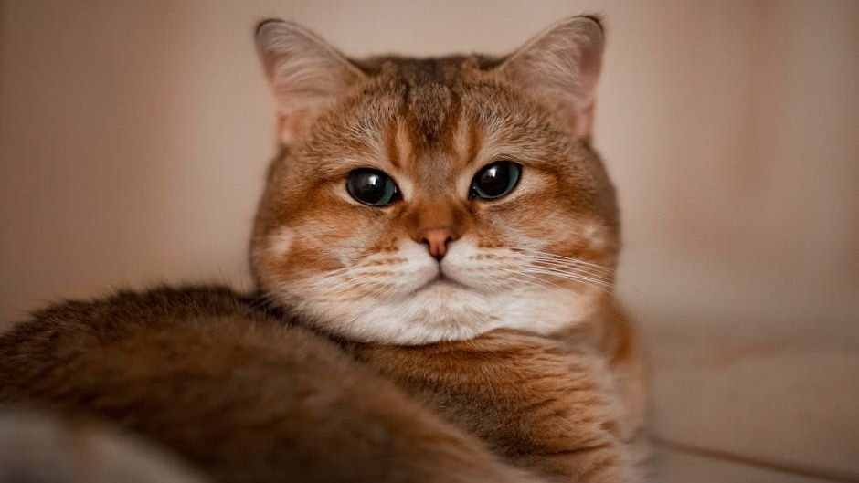 Cats Are Masters of Observation: They Notice Everything You Do