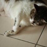 8 Ways Your Cat Shows They Trust You More Than Anyone Else