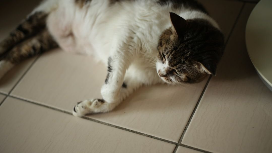 8 Ways Your Cat Shows They Trust You More Than Anyone Else