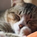 Cats Are Masters of Energy Conservation, Not Just Lazy Nappers.