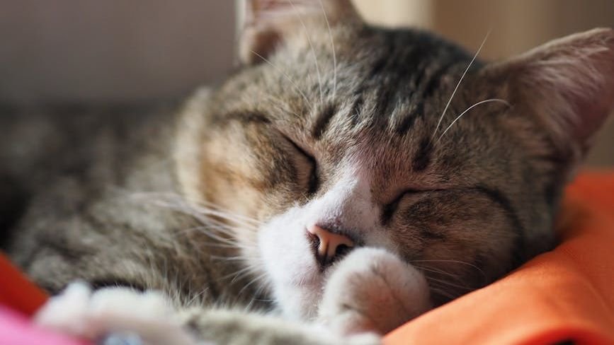 Cats Are Masters of Energy Conservation, Not Just Lazy Nappers.