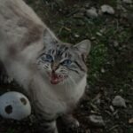 Are You Accidentally Making Your Cat's Meows Less Effective?