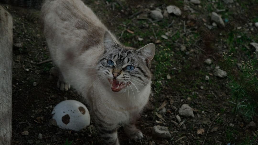 Are You Accidentally Making Your Cat's Meows Less Effective?