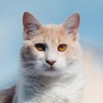 10 Signs Your Cat Is a Secret Genius (Even If They Pretend Otherwise)