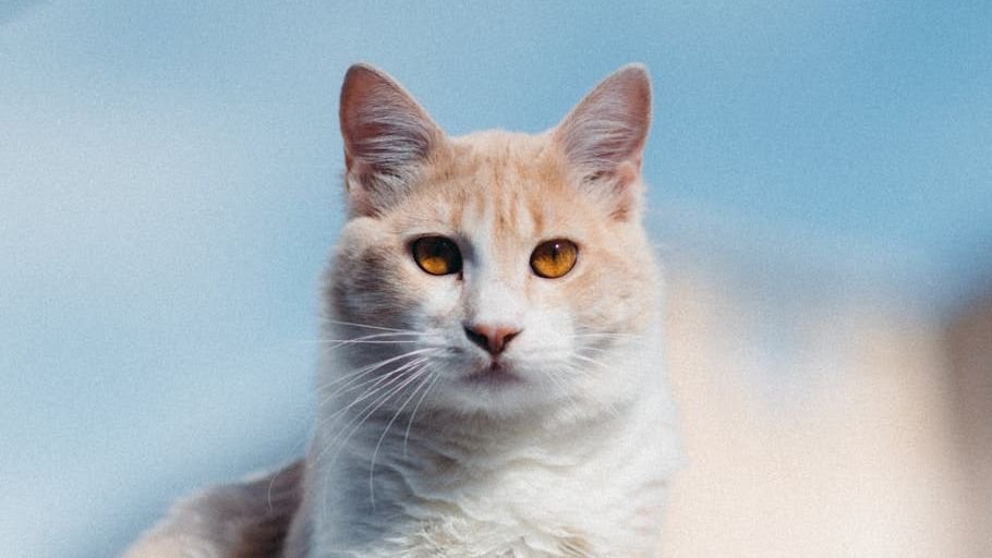 10 Signs Your Cat Is a Secret Genius (Even If They Pretend Otherwise)