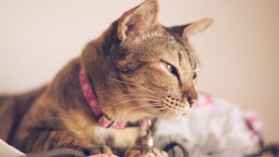 A Happy Cat's Purr Is More Than Just Sound; It's a Deep Vibration