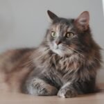 Cats Truly Do Have Nine Lives, If You Understand Their Resilience