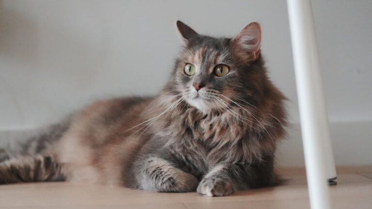 Cats Truly Do Have Nine Lives, If You Understand Their Resilience