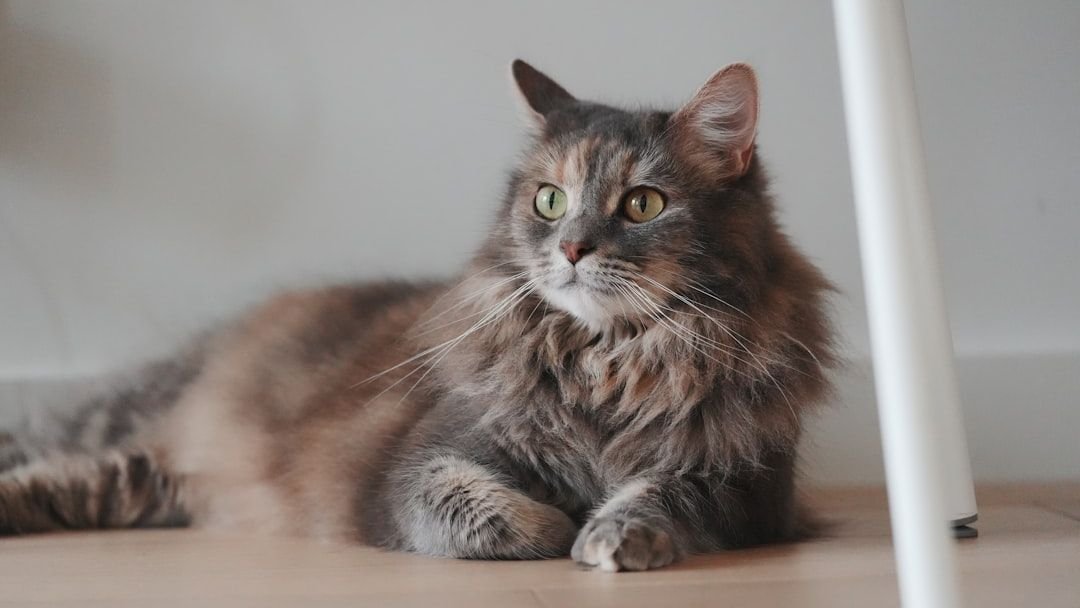 Cats Truly Do Have Nine Lives, If You Understand Their Resilience