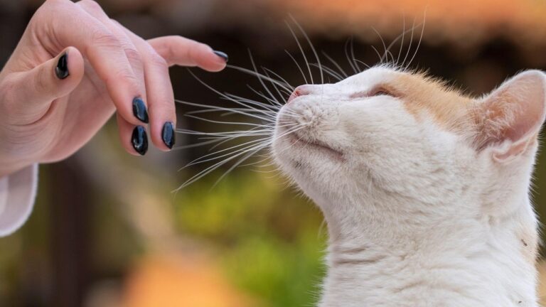Your Cat Uses Scent to Map Their World and Communicate With You