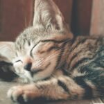 Have You Ever Wondered If Your Cat Dreams in Color?