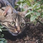Could Your Cat Be Secretly Protecting Your Garden from Pests?