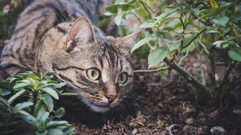 Could Your Cat Be Secretly Protecting Your Garden from Pests?