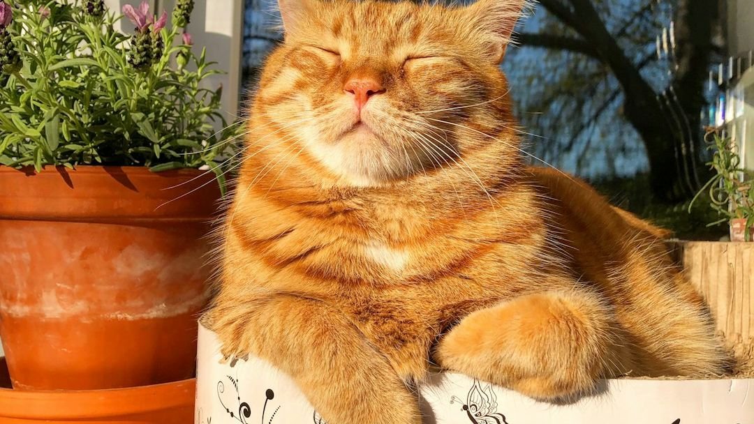 Cats Instinctively Know How to Find the Warmest Spots in Any Room