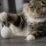 What's the Real Reason Your Cat Always Knocks Things Off Counters?