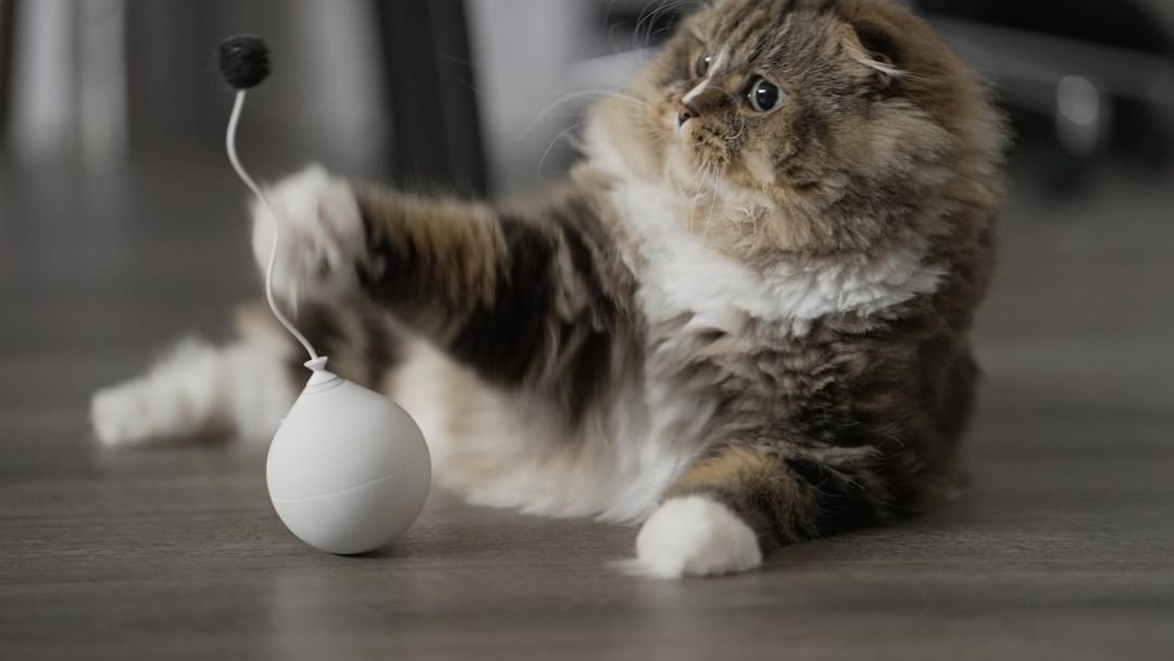What's the Real Reason Your Cat Always Knocks Things Off Counters?