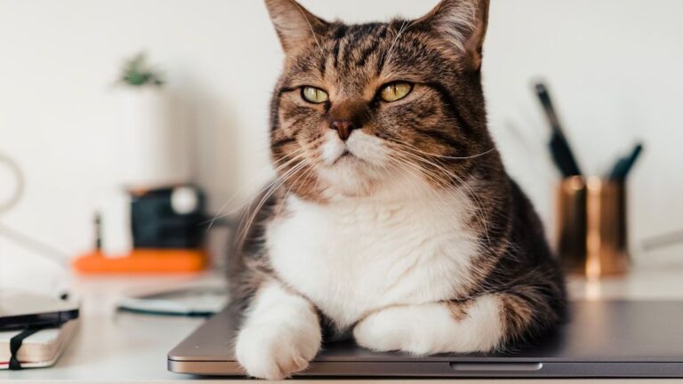 7 Clever Tricks Cats Use to Get Exactly What They Want From You