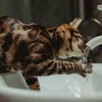 Why Do Some Cats Prefer Drinking From the Tap Over Their Bowl?