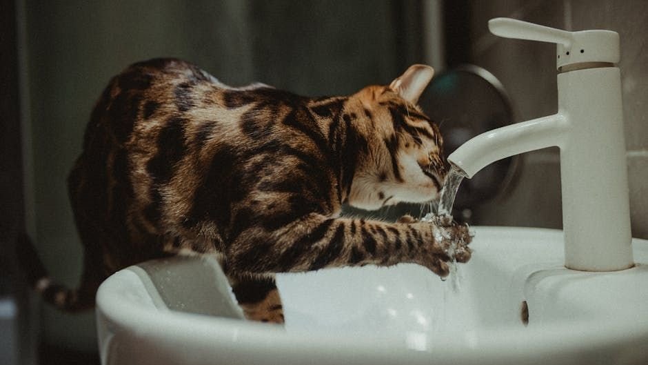 Why Do Some Cats Prefer Drinking From the Tap Over Their Bowl?