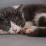 Your Cat's Favorite Napping Spot Reveals Deep Trust and Affection