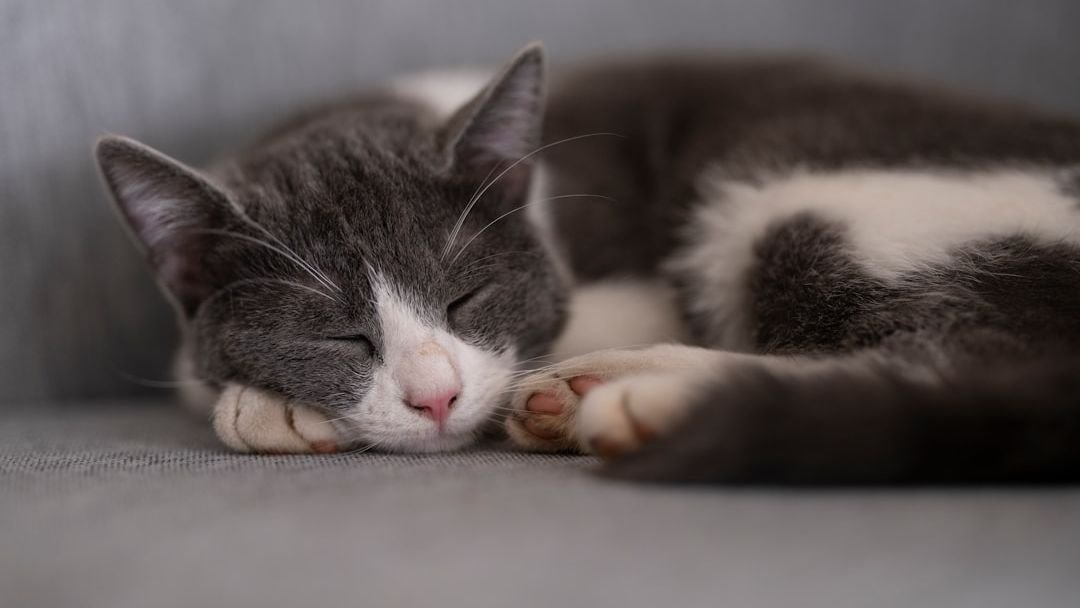 Your Cat's Favorite Napping Spot Reveals Deep Trust and Affection