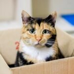 15 Everyday Objects Your Cat Finds Utterly Fascinating