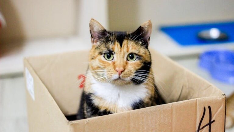 15 Everyday Objects Your Cat Finds Utterly Fascinating