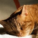 The Secret World of Cat Dreams: What Felines Experience While Asleep