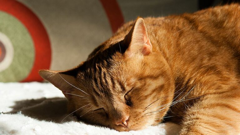 The Secret World of Cat Dreams: What Felines Experience While Asleep