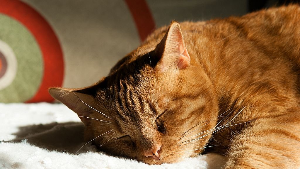 The Secret World of Cat Dreams: What Felines Experience While Asleep