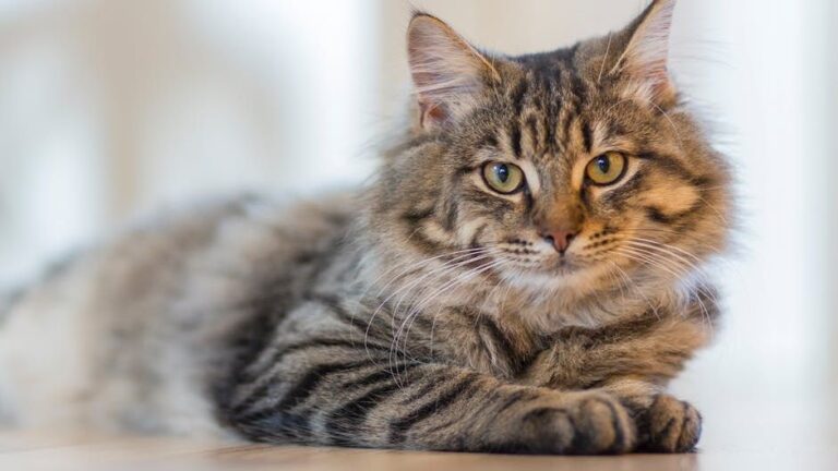 Every Purr and Knead is a Language: What Your Cat Is Truly Saying