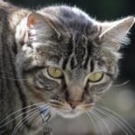 Cats Don't Just Play; They're Sharpening Ancient Hunting Instincts