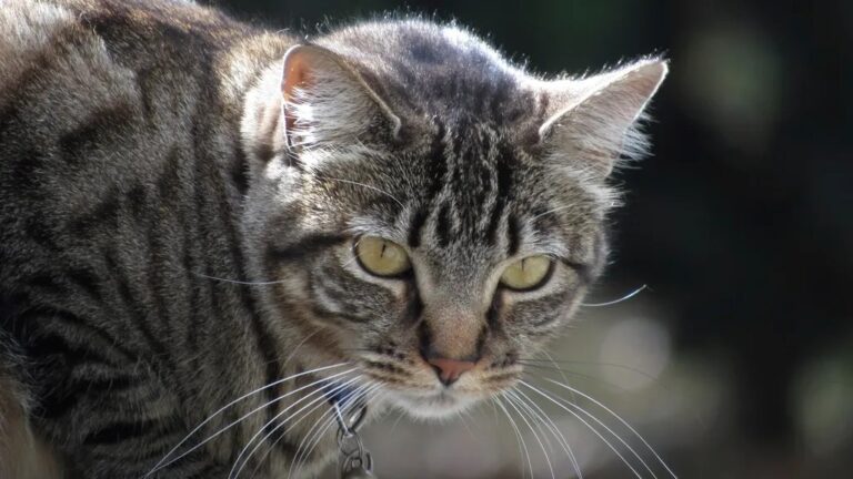 Cats Don't Just Play; They're Sharpening Ancient Hunting Instincts
