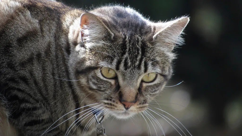 Cats Don't Just Play; They're Sharpening Ancient Hunting Instincts