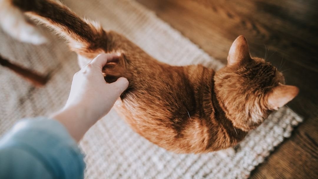 The Silent Language of Your Cat's Tail: More Than Just a Wag