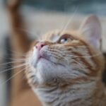 Your Cat's Curiosity Isn't Random; It's a Survival Masterclass