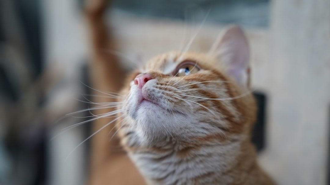 Your Cat's Curiosity Isn't Random; It's a Survival Masterclass