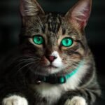 Your Cat's Staring Gaze is a Window into Their Intelligent Mind