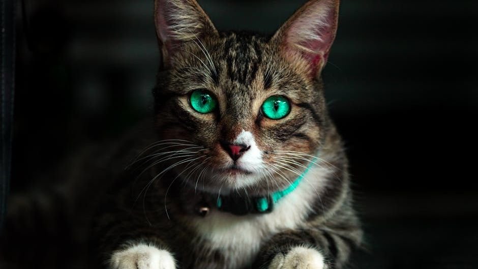 Your Cat's Staring Gaze is a Window into Their Intelligent Mind