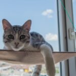 7 Expert Tips for Creating the Ultimate Cozy Cat Environment