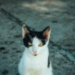 10 Ways Your Cat Secretly Protects Your Household from Unseen Threats