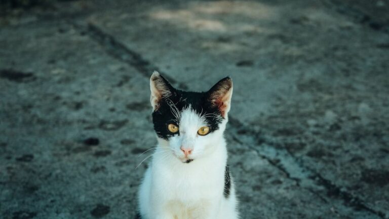 10 Ways Your Cat Secretly Protects Your Household from Unseen Threats