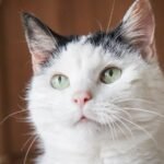 The Hidden Wisdom of Old Cats: Lessons Learned from Feline Seniors