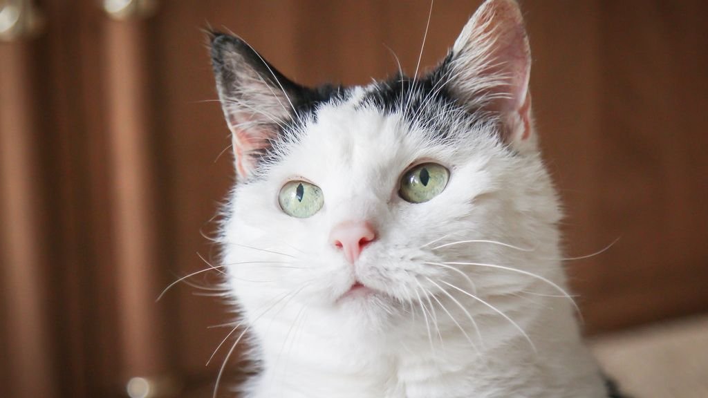 The Hidden Wisdom of Old Cats: Lessons Learned from Feline Seniors